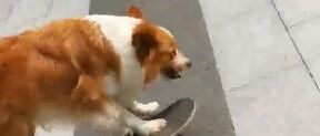 边牧玩滑板下30级楼梯，主人称狗狗一个月就学会了