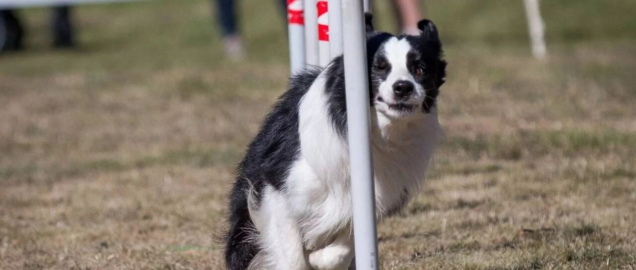 众所周知，犬类分3种：狗、边牧、二哈