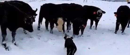 农场主带你见识真正的边境牧羊犬！