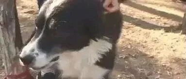 羞羞羞！没有见过妹子的边牧，竟然对羊做这事…