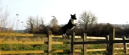 不用羡慕马犬，边牧才是真正的全能选手！