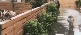 边牧：给你们表演一个铁掌水上漂！