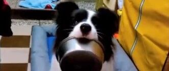 主人正要吃饭，抬头看到边牧的举动差点喷了