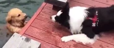 边牧和金毛吵架，都是雷声大，雨点小…