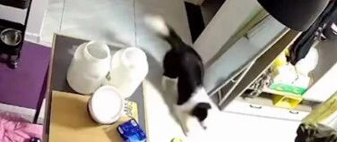 边牧独自在家，主人打开监控却看哭了：整天趴在窗台等其回家