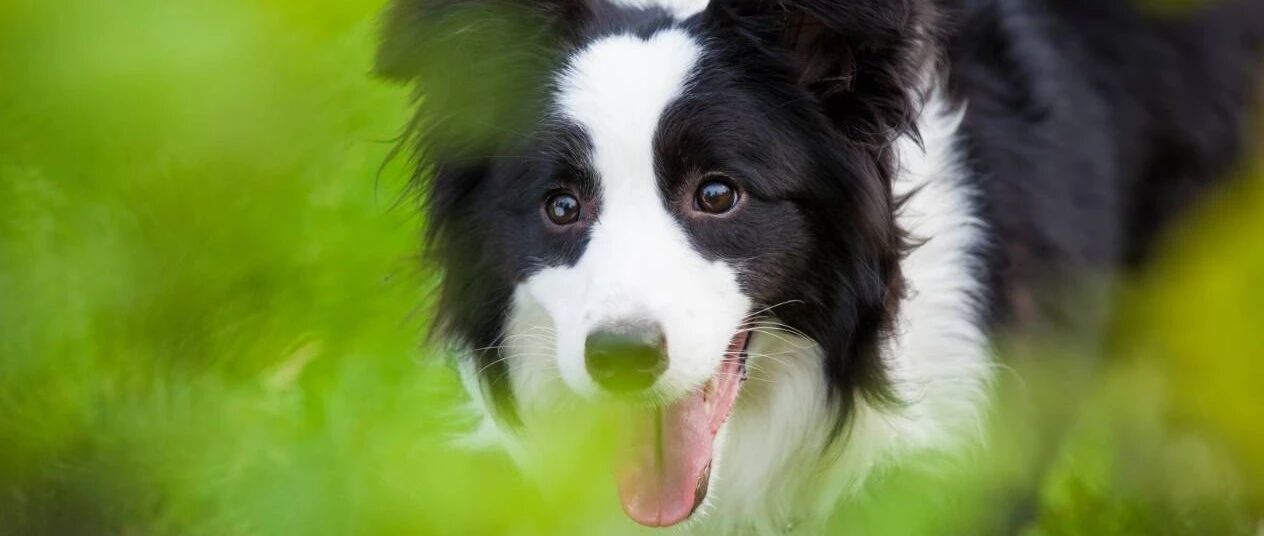 如果你对边牧感兴趣，我有这些话想要对你说…