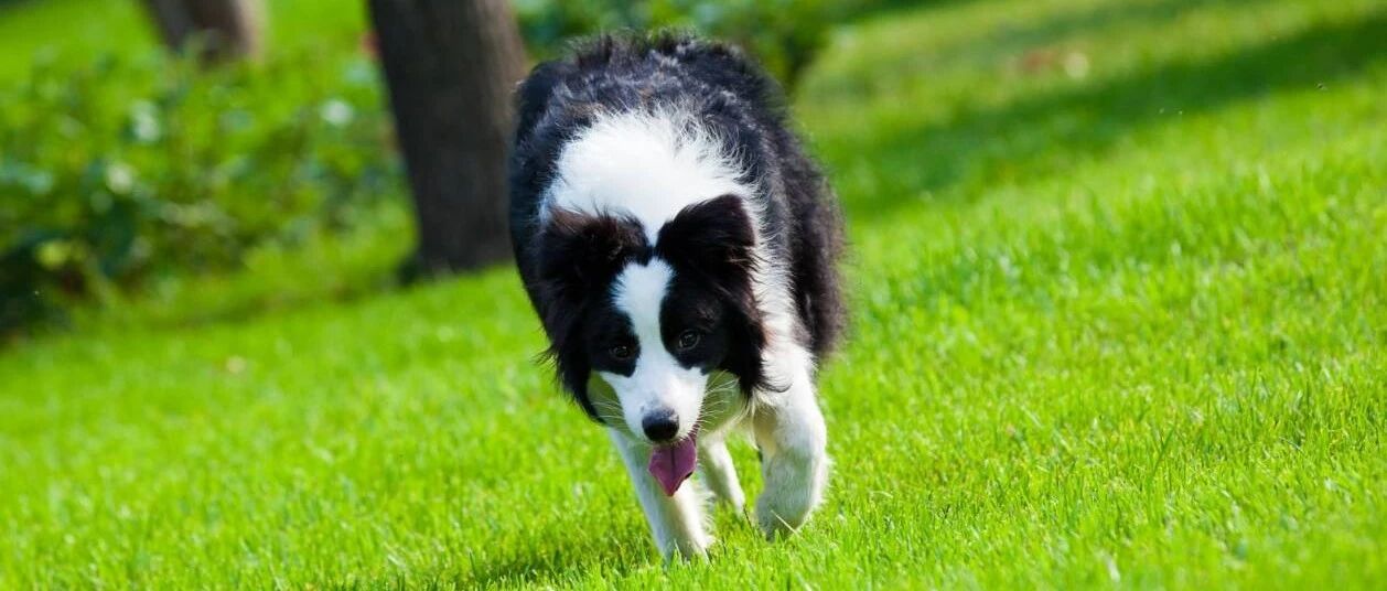 一文读懂边境牧羊犬，优缺点都在这了！