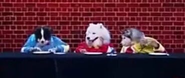 边牧联合哈士奇萨摩耶献唱，萌翻全场~