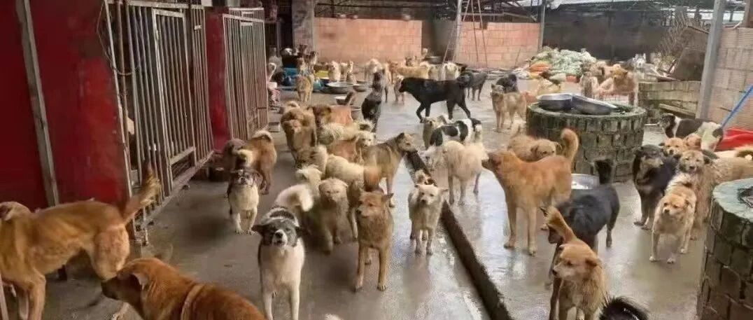紧急求援！四川雅安上千只流浪狗挨饿，恳求大家援助！