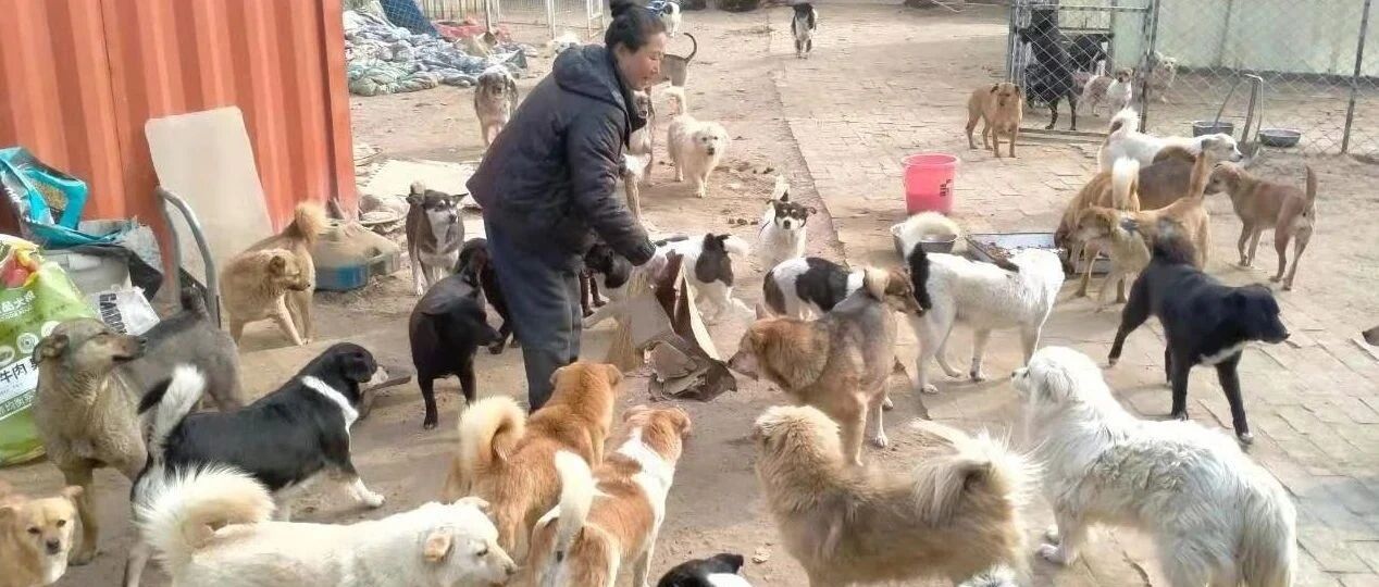 谁来帮帮它们！救助人为了这些流浪毛孩子吃了三个月的山野菜！