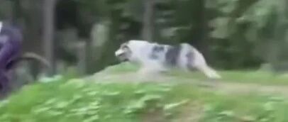 头脑发达四肢发达，好强啊边牧！