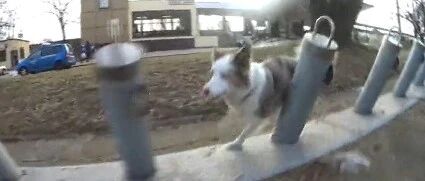 养边牧如果不玩，那将毫无意义