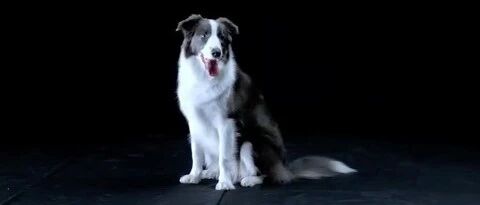 狗狗百科之——边境牧羊犬