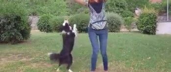 边牧和小姐姐共舞，这节奏感和步调简直太棒了！