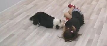 边牧应急反应测试：当主人晕倒在地，智商超高的边牧会做出哪些举动？