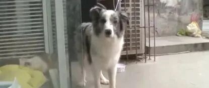 边牧犬蹭吃蹭喝，宠物店：饭量大，主人速来领取…