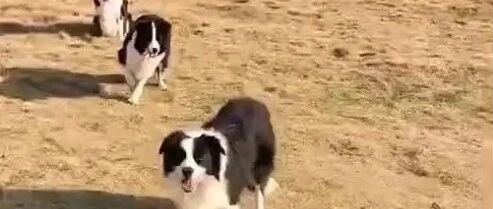 边牧：那边是狗，这边是边牧，不能站错队！