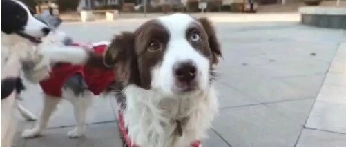 边牧红糖的后续来了~幸福，莫过于此！