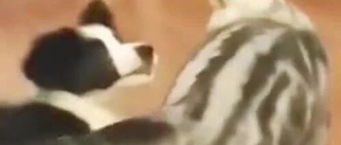 边牧：今天给大家表演一个KO小猫咪！