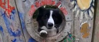 燃！不得不说，边牧是边牧，狗是狗！