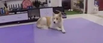 边牧：这届主人可真难带！