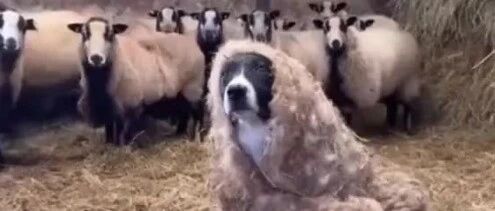 披着羊皮的边牧