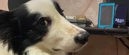 笑喷！主人叫边牧过来看电视，画面播放的却是…