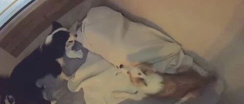 主人偷摸玩手机，边牧发现后做出这一举动…