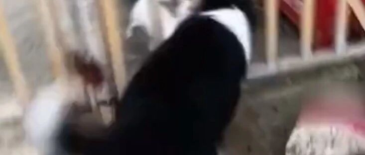 边牧尾巴转成螺旋桨，快起飞了！