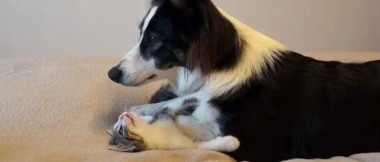 边牧和猫咪一起玩，不过这画风…