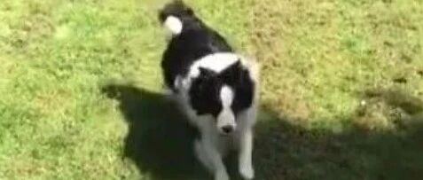 酸了！网友家的边猪又胖又爱邀功，家里的另一只狗却无比宠溺它！