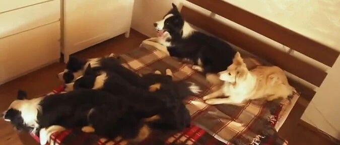 家里如果养了一群边牧，那会是种什么感觉？