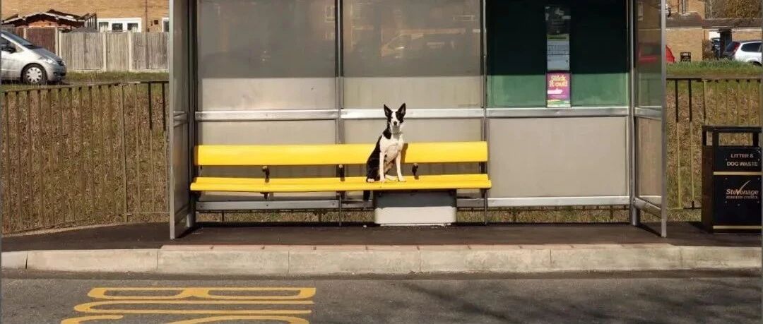 边牧走丢后主人四处寻找，而它居然自己坐公交车回家了…