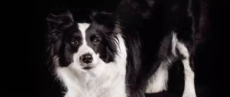 铲屎官跟复读鸭对话，边牧全程傻眼！