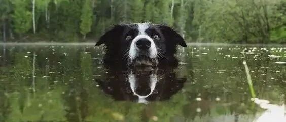 万万没想到，最后边牧还是被算计了