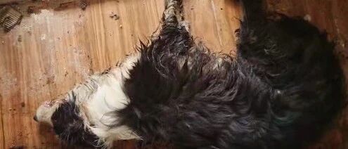 气愤！90后情侣出租屋遗弃边牧十几天，狗狗浑身屎尿皮肤浸泡生蛆