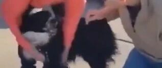 边牧丢失4个月，为了找家它徒步走了112公里…