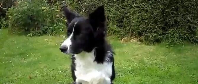 边牧 vs 羊，狗不是狗，羊不是羊！