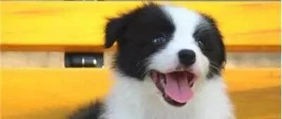 智商越高的狗狗就越会撒娇，比如边牧…