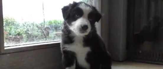 边牧萌萌宝，猛男看了都顶不住！