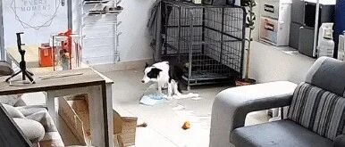 当边牧自己在家，厕所门不小心被关上时，它竟然…