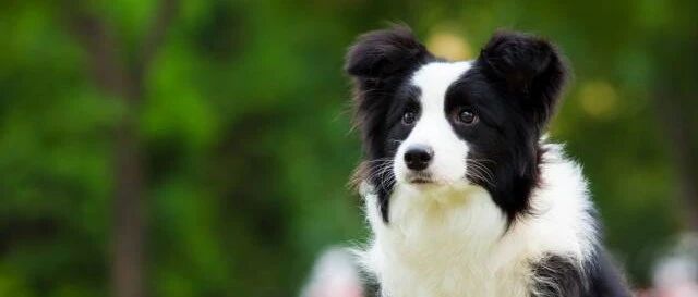 养了边境牧羊犬，才知道的几个真相…