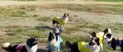 这群边牧配合的也太好了吧…