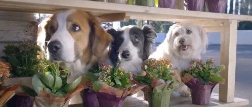 我猜，这主意是边牧出的(手动狗头)