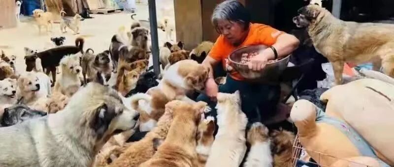 异常艰难！这五百只流浪狗已在断粮绝境，恳求大家请它们吃顿饱饭吧~