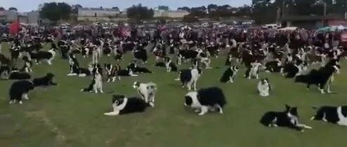 576只边境牧羊犬聚集在一起，打破世界纪录