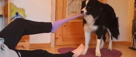 摆事实讲道理，边牧跟狗果然是两个物种…