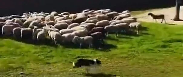 我心目中的边境牧羊犬，是这样的！