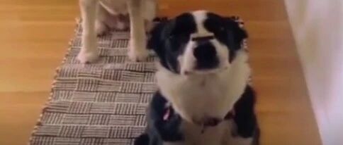 边牧有多聪明？看它花式喂狗就知道了…