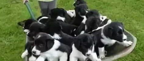 一大波边牧来袭，你准备好了吗?